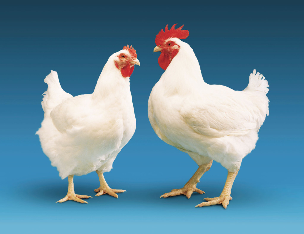 Live Broiler Chicken